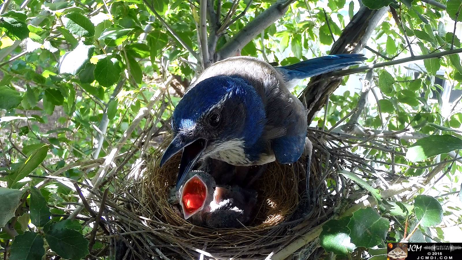 Scrub Jay nest documentary - hot birds in sun panting